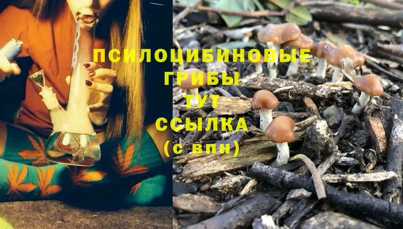 магазин продажи   Тайга  Псилоцибиновые грибы Psilocybe 