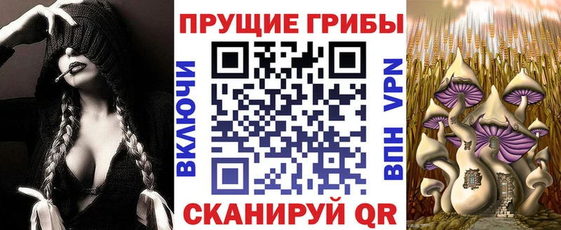 Псилоцибиновые грибы Psilocybe магазин продажи Тайга
